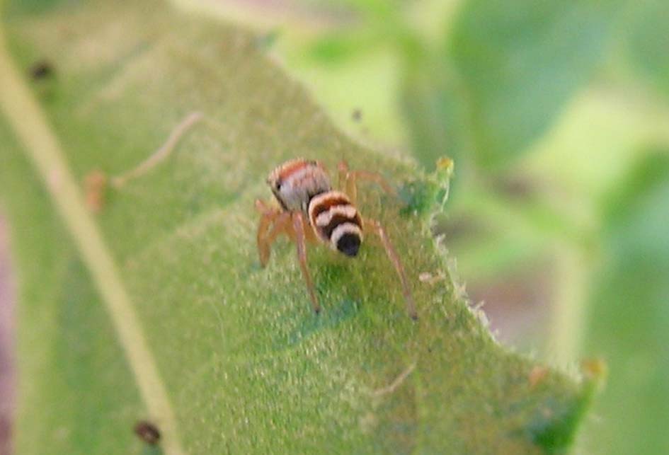 Salticidae